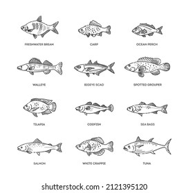 Vector set of fish. Types marine, ocean fish and Freshwater fish