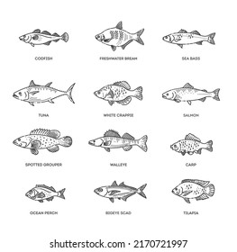 Vector set of fish. Types marine, ocean fish and Freshwater fish