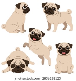 Vector set of five cute cartoon pug dogs in different poses isolated on a white background