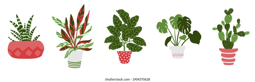 Vector set of five houseplants in pots. Cactus, aloe, monstera, calathea, stromanthe. Illustration of ornamental plants in a hand-drawn style in pink and green colors, isolated on a white background