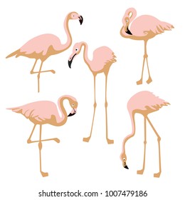 Vector set of flamingo birds, can be used for patterns,cards,covers,banners and any creative design