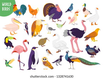 Vector set of flat hand drawn world birds kinds isolated on white background. Rooster, turkey, seagull, parrot, flamingo and others. For children book, alphabet illustration, print, zoo logo, banner.