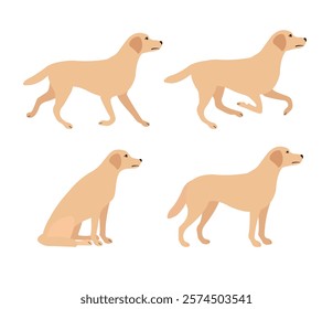 Vector set of flat hand drawn labrador dog isolated on white background