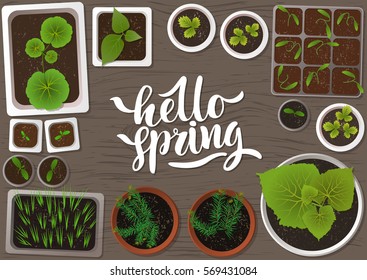 Vector set of flat seedlings of garden plants in different pots on gray wooden surface. Top view. For web template, agriculture store, adv. Hand written lettering 'Hello spring".