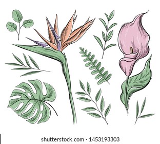Vector set of floral elements, color graphics. Tropical summer flowers and leaves, exotic plants for greeting cards, wedding invitation, coloring books, blogs and social media design