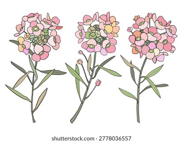 Vector set of floral elements, hand drawn botanical illustration of alyssum flowers.