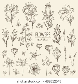 Vector set: floral elements. hand drawn 