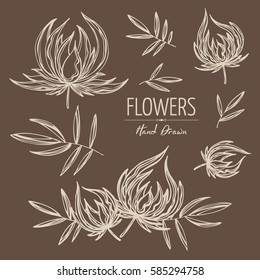 Vector set: floral elements. hand drawn