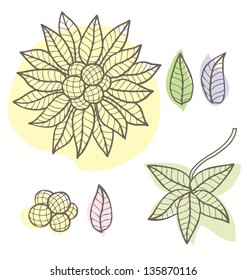 Vector set of floral elements in light colors