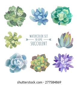 Vector set of floral elements in a watercolor style. Succulents painted in watercolor. Elements for design of invitations, movie posters, fabrics and other objects. Set #4