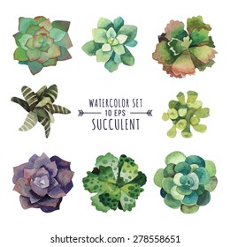 Vector set of floral elements in a watercolor style. Succulents painted in watercolor. Elements for design of invitations, movie posters, fabrics and other objects. Set #3