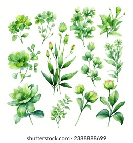 Vector set of floral green leaves