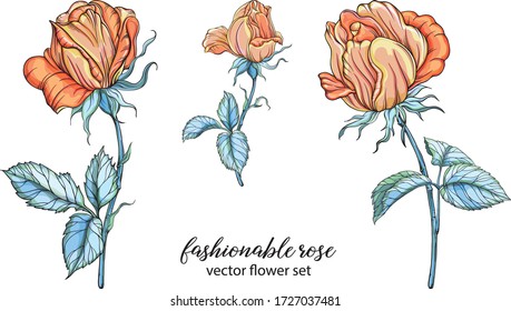 Vector set of flower compositions. Rose flowers, Yellow rose.