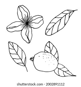 Vector set of a flower and a Feijoa fruit with leaves. A sketch. Hand-drawn. Design of posters, postcards, invitations, decoration of weddings, holidays, decor, prints, textiles, wallpaper, fabric.