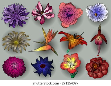 Vector set of flowers: aster, magnolia, bindweed, camomile, Bird of Paradise flower, fuchsia, lily and camellia