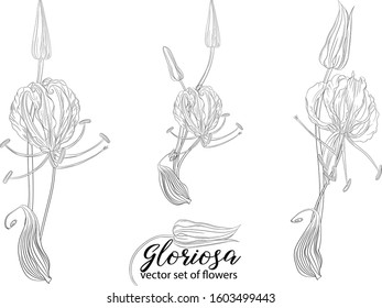 vector set of flowers and beads glorasa Gloriosa