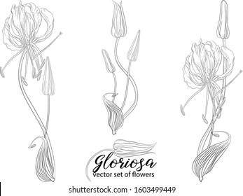 vector set of flowers and beads glorasa Gloriosa