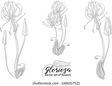 vector set of flowers and beads glorasa Gloriosa