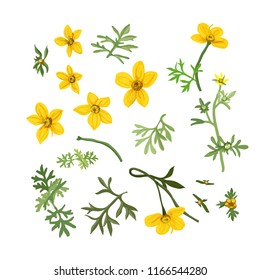 Vector set of flowers  bidens