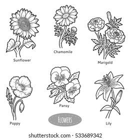 Vector Set Flowers Black White Collection Stock Vector (Royalty Free ...
