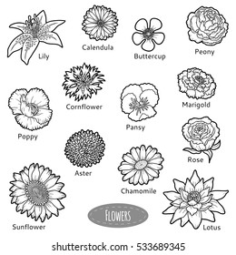 Vector set of flowers, black and white collection