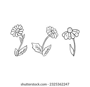 Vector set of flowers, botanical illustration, isolated floral elements, hand drawn illustration.