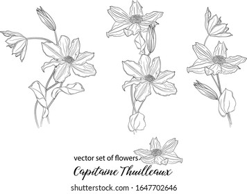 Sketch Floral Botany Collection Columbine Flower Stock Vector (Royalty ...