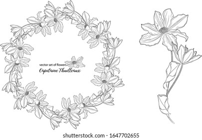 vector set of flowers and clematis buds. Capitaine Thuilleaux