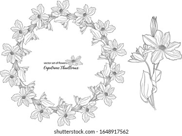 vector set of flowers and clematis buds. Capitaine Thuilleaux