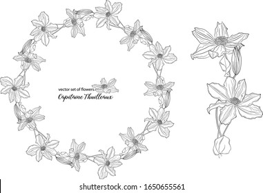 vector set of flowers and clematis buds. Capitaine Thuilleaux