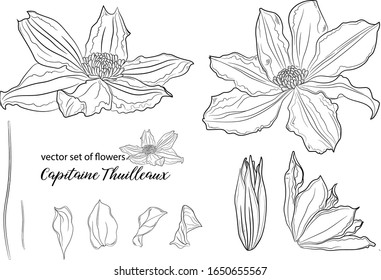 vector set of flowers and clematis buds. Capitaine Thuilleaux