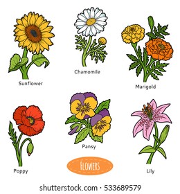 Vector set of flowers, color collection