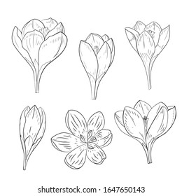 Vector set of flowers of Crocus. Isolated objects on a white background. Hand drawing.