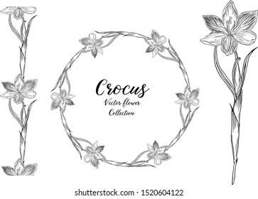 Vector set with flowers of the Crocus. Spring flowers