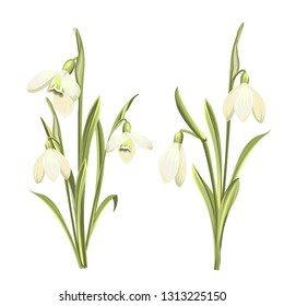 Vector set of flowers of Galanthus . Botanical illustration. Spring bouquet of snowdrops. Vector illustration.