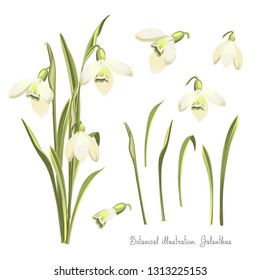 Ensemble d'images vectorielles de fleurs de Galanthus .Illustration botanique. Bouquet de neige au printemps.Illustration vectorielle.