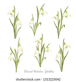 Vector set of flowers of Galanthus. Spring bouquet of snowdrops. Botanical illustration.