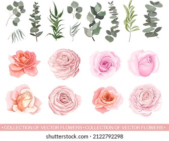 Vector set of flowers and herbs. Pink roses, various plants, leaves, grass. Collection of greenery, eucalyptus.