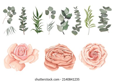 Vector set of flowers and herbs. Pink roses, various plants, leaves, grass. Collection of greenery, eucalyptus.