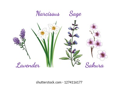Vector set of flowers. Lavender, Sakura, Narcissus, sage. Isolated elements on white background. Spring flowers and herbs.