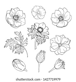 Vector set of flowers, leaves and buds of anemone on white background. Isolated floral elements for summer and spring design.