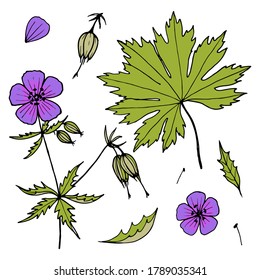 Vector set with  flowers and leaves isolated on white background. Hand-drawn sketch. Geranium sylvaticum