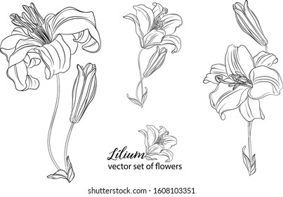 vector set of flowers and Lily buds. Lílium.
