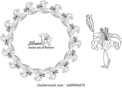 vector set of flowers and Lily buds. Lílium