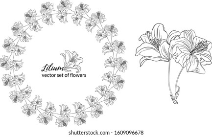 vector set of flowers and Lily buds. Lílium