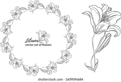 vector set of flowers and Lily buds. Lílium