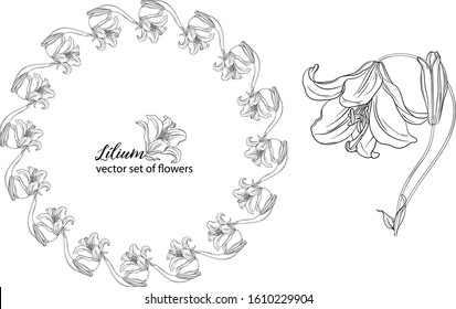 vector set of flowers and Lily buds. Lílium