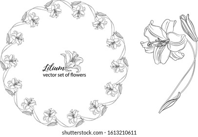 vector set of flowers and Lily buds. Lílium