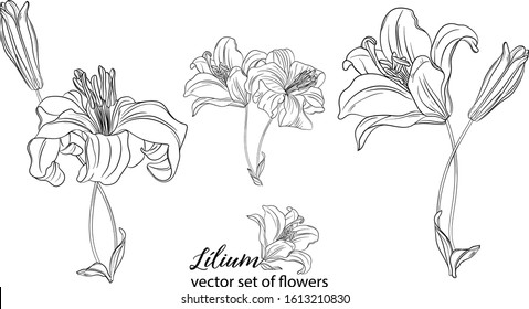 vector set of flowers and Lily buds. Lílium.