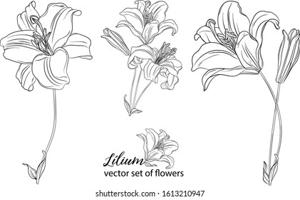 vector set of flowers and Lily buds. Lílium.